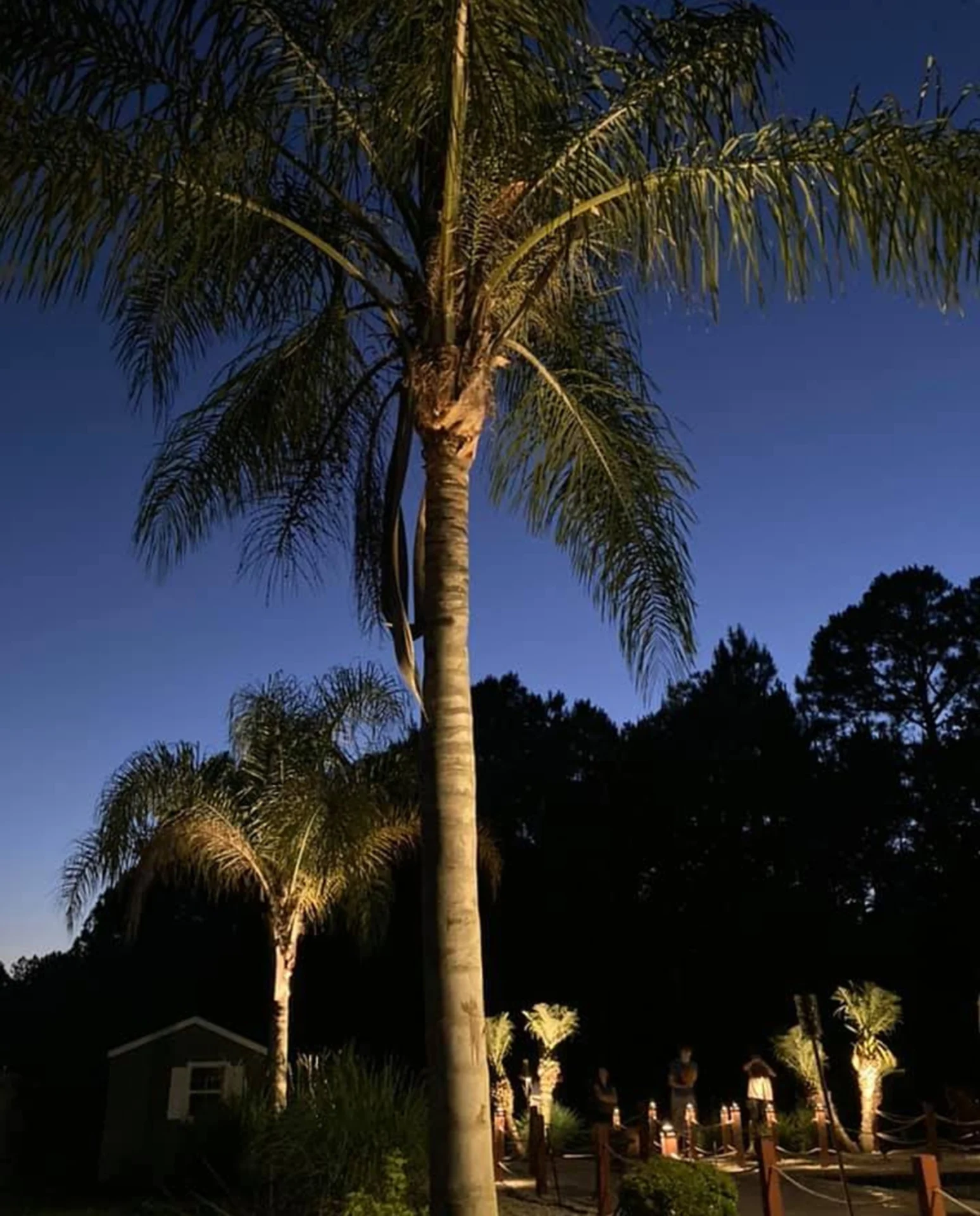 Palm trees illuminated at night, clear sky.