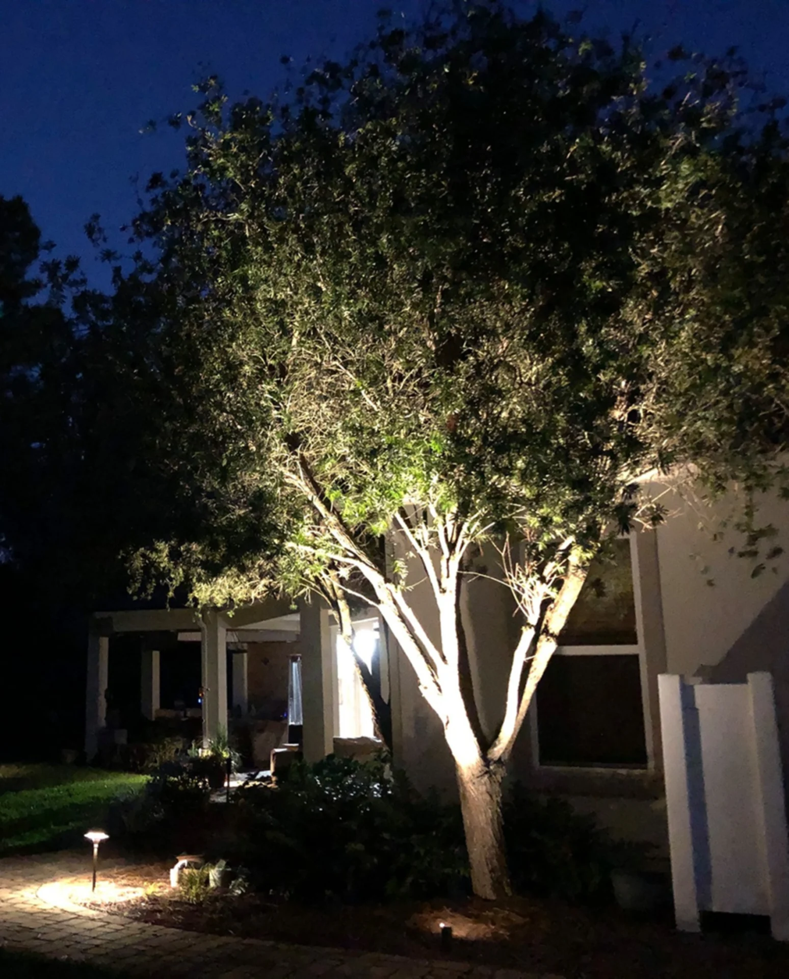 Tree illuminated at night near house entrance.