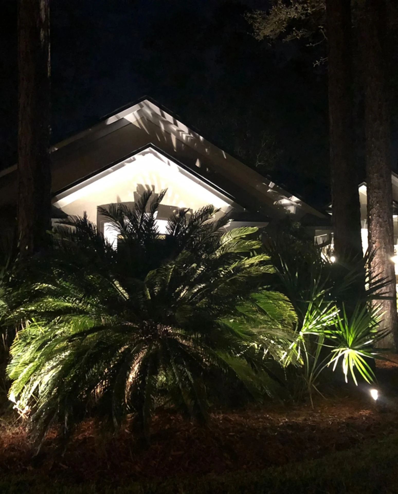 House with palm trees at night.
