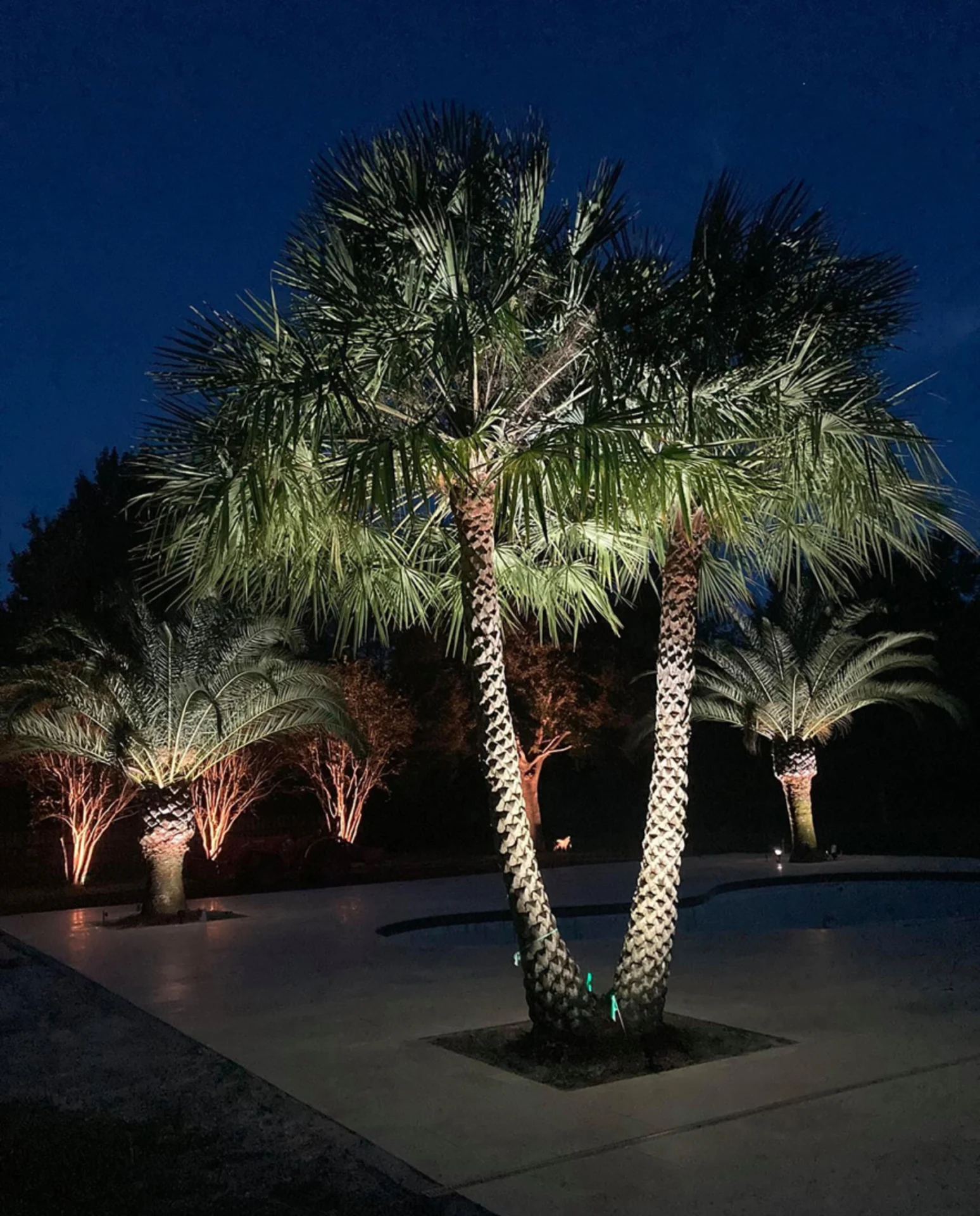 Palm trees illuminated at night by lights.